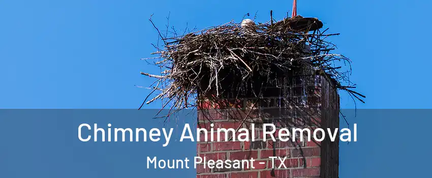 Chimney Animal Removal Mount Pleasant - TX
