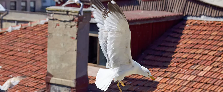 Residential Chimney Animal Removal Solution in Mount Pleasant, TX